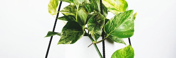曼彻斯特联队足球俱乐部徽章